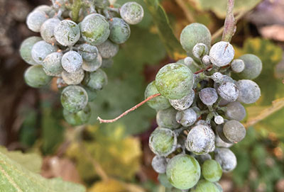 Grape Powdery Mildew